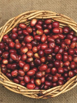 Coffee Beans 101: A Breakdown of Different Origins and Tastes