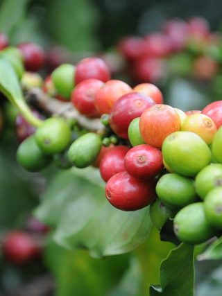 From Farm to Cup: How Origin Influences the Quality of Coffee Beans