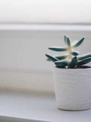 Unlock the Magic: Grow Your Own Coffee Beans at Home!