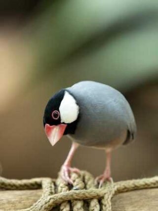 Java Joy: Discover the Surprising Benefits of Coffee Beans!