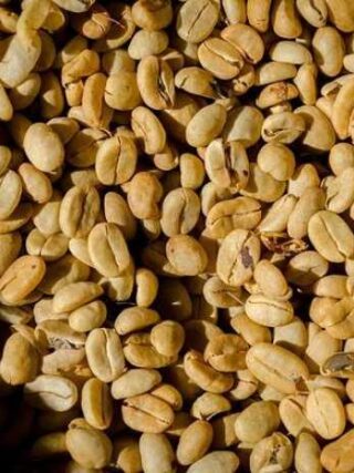 Unlocking the World of Coffee Beans: Types You Must Try!