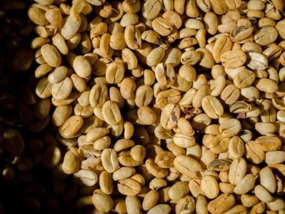 Unlocking the World of Coffee Beans: Types You Must Try!
