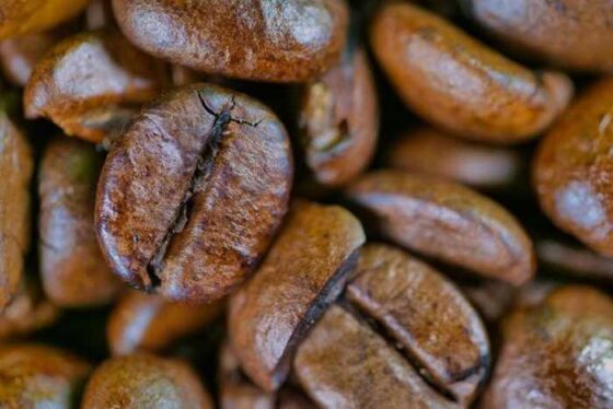 Brewing Up Knowledge: Your Guide to Coffee Bean Plants