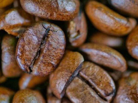 Brewing Up Knowledge: Your Guide to Coffee Bean Plants