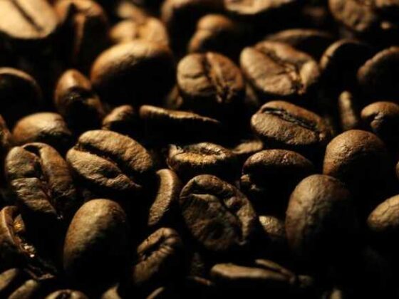 Brewing Knowledge: Your Guide to Coffee Bean Plants!